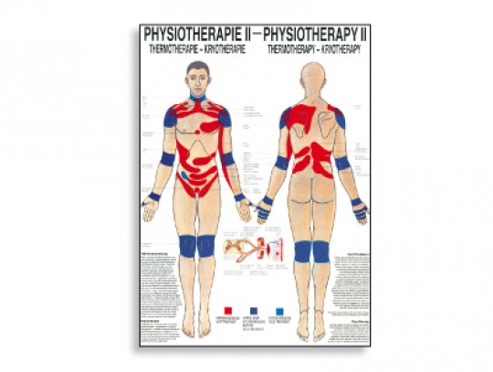 All-In Sport: Lehrtafeln der menschlichen Anatomie gelten als weltweit die schönsten und gelungensten anatomischen Tafeln. Die Zusammenarbeit von anerk...