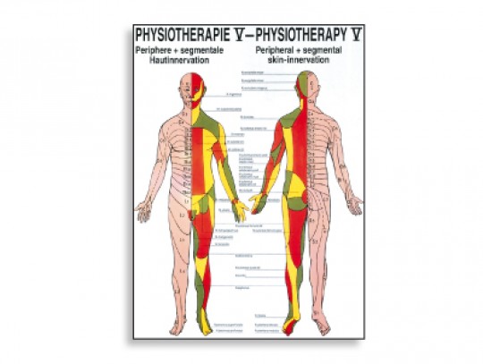 All-In Sport: Lehrtafeln der menschlichen Anatomie gelten als weltweit die schönsten und gelungensten anatomischen Tafeln. Die Zusammenarbeit von anerk...