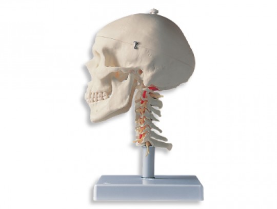 All-In Sport: Das klassische Skelett bestehend aus einem Schädel und der Halswirbelsäule!<br /><br />Bei diesem anatomischen Modell wurde die Halswirbe...