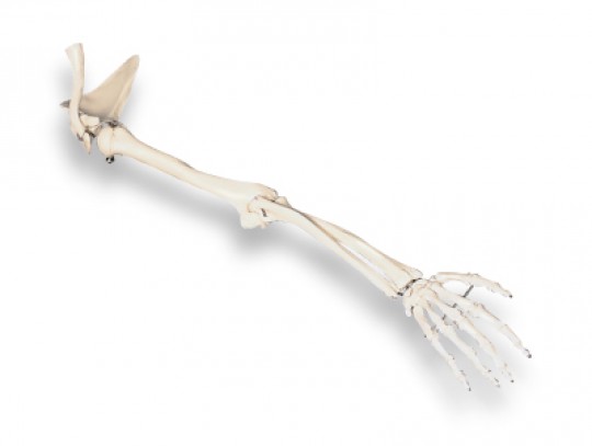 All-In Sport: Das Armskelett zur Anschauung der anatomischen Form eines kompletten Arms.<br /><br />Der Arm ist inkl. des Schulterblatts und des Schlüs...