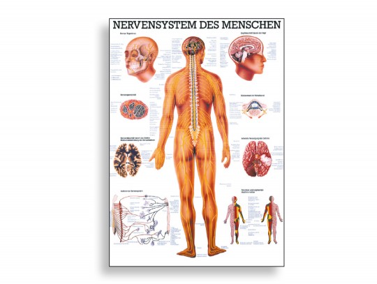 All-In Sport: Das Nervensystem mit allen Bezeichnungen und einer idealen Übersicht, egal ob für Therapeuten, Lehrer oder Mediziner.