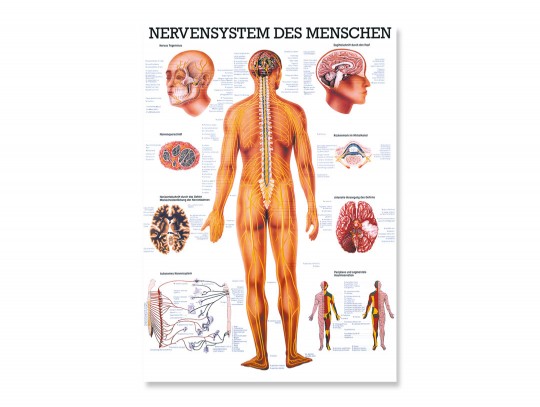 All-In Sport: Das Nervensystem mit allen Bezeichnungen und einer idealen Übersicht, egal ob für Therapeuten, Lehrer oder Mediziner.