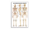 Het menselijke skelet anatomische poster