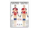 Thermotherapie fysiotherapie-poster