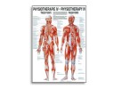Triggerpoints fysiotherapie-poster