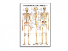 All-In Sport: Deze posters van de menselijke anatomie gelden wereldwijd als de fraaiste en bestgelukte anatomische posters. De samenwerking tussen erke...