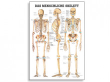 All-In Sport: Deze posters van de menselijke anatomie gelden wereldwijd als de fraaiste en bestgelukte anatomische posters. De samenwerking tussen erke...
