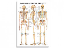 All-In Sport: Deze posters van de menselijke anatomie gelden wereldwijd als de fraaiste en bestgelukte anatomische posters. De samenwerking tussen erke...