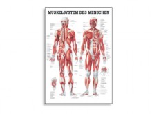 All-In Sport: Deze posters van de menselijke anatomie gelden wereldwijd als de fraaiste en bestgelukte anatomische posters. De samenwerking tussen erke...