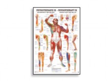 All-In Sport: Lehrtafeln der menschlichen Anatomie gelten als weltweit die schönsten und gelungensten anatomischen Tafeln. Die Zusammenarbeit von anerk...