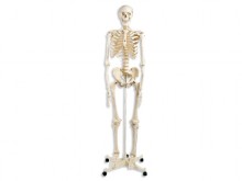 All-In Sport: Mit Hilfe der anatomischen Modelle können Fehlstellungen, oder Probleme am Körper gezeigt und erklärt werden. Die Skelette und anatomisch...