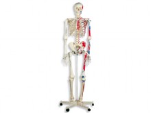 All-In Sport: Mit Hilfe der anatomischen Modelle können Fehlstellungen, oder Probleme am Körper gezeigt und erklärt werden. Die Skelette und anatomisch...