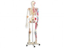All-In Sport: Mit Hilfe der anatomischen Modelle können Fehlstellungen, oder Probleme am Körper gezeigt und erklärt werden. Die Skelette und anatomisch...