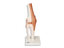 All-In Sport: Anatomisches Kniegelenk - das realistische Funktionsmodell<br /><br />Das Kniegelenk ist in der Ausführung eines Funktionsmodells. Das Mo...