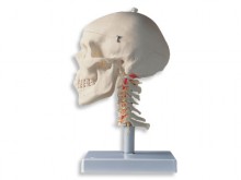 All-In Sport: Das klassische Skelett bestehend aus einem Schädel und der Halswirbelsäule!<br /><br />Bei diesem anatomischen Modell wurde die Halswirbe...