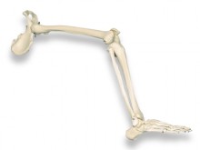 All-In Sport: Das Beinskelett zur Anschauung der anatomischen Form eines kompletten Beins. <br /><br />Das Bein ist inkl. des Hüftknochens und der Beck...