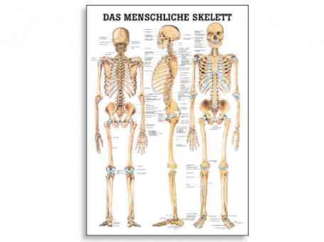 Het menselijk skelet