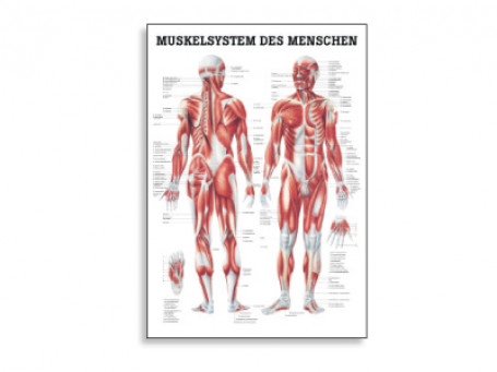 Het spiersysteem anatomische poster