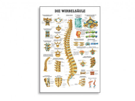 De wervelkolom anatomische poster