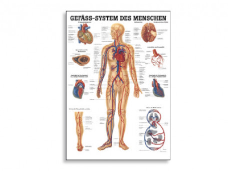 Het vatensysteem anatomische poster