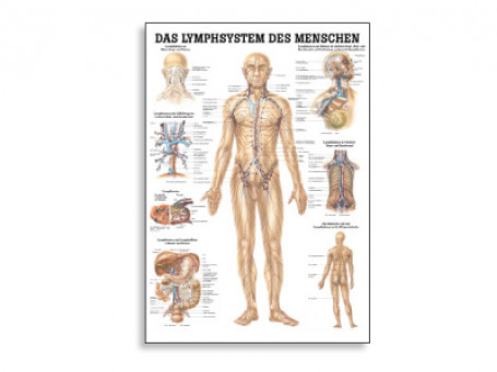 Het Lymfesysteem anatomische poster
