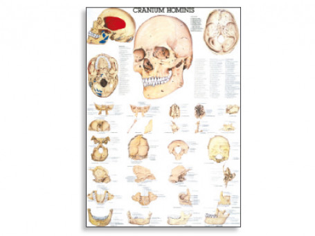 De menselijke schedel anatomische poster