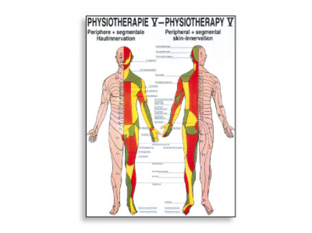 Huidinnervatie fysiotherapie-poster