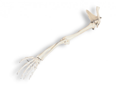 Armskelet met schouderblad en sleutelbeen