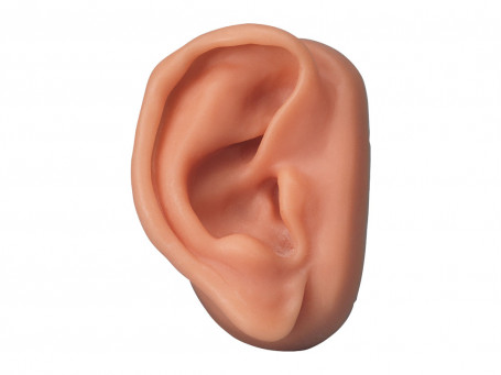Akupunctuurmodel oor rechts
