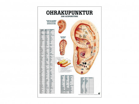 Oorakupunctuur 50x70 cm