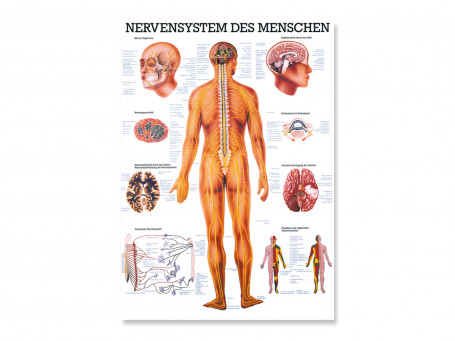 Het zenuwstelsel 70x100 cm gelamineerd